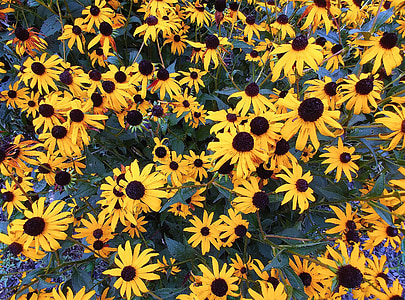 black eyed ซูซาน, rudbeckia hirta, ดอกไม้, พืช, rudbeckia, hirta, สีเหลือง
