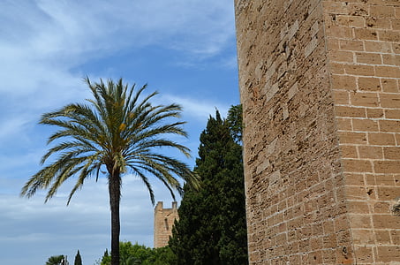 wall, palm, architecture, tree, sky, stone, ancient times