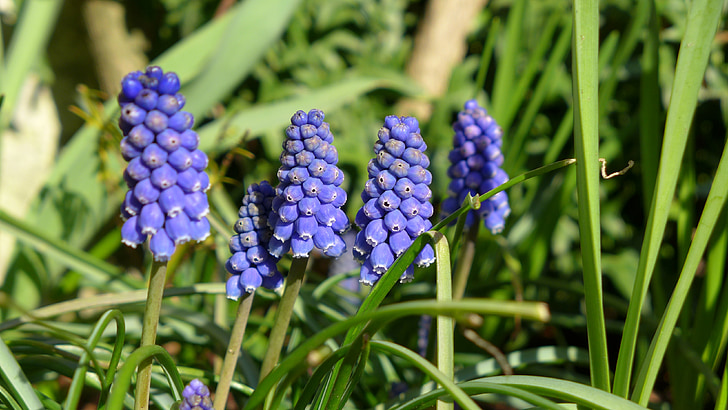 Grape hyacint, lök blommor, Vårens blommor, naturen, trädgård, blå, grön