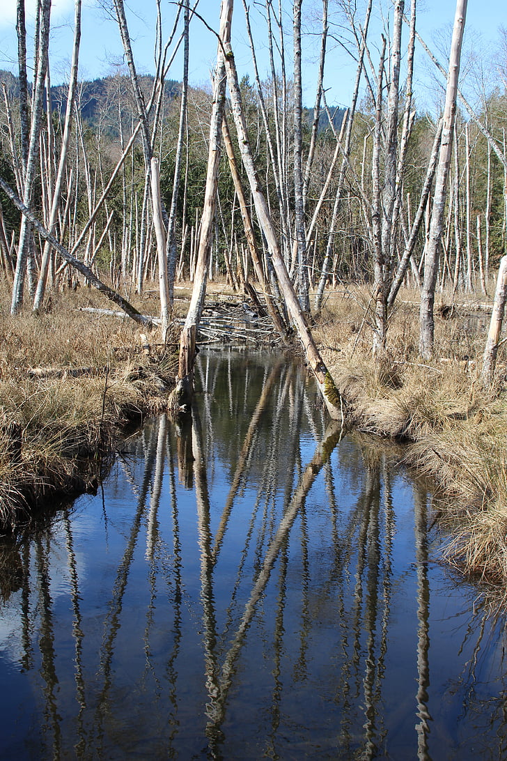 streams, reflect, reflections, wood, winter, nature, tranquility