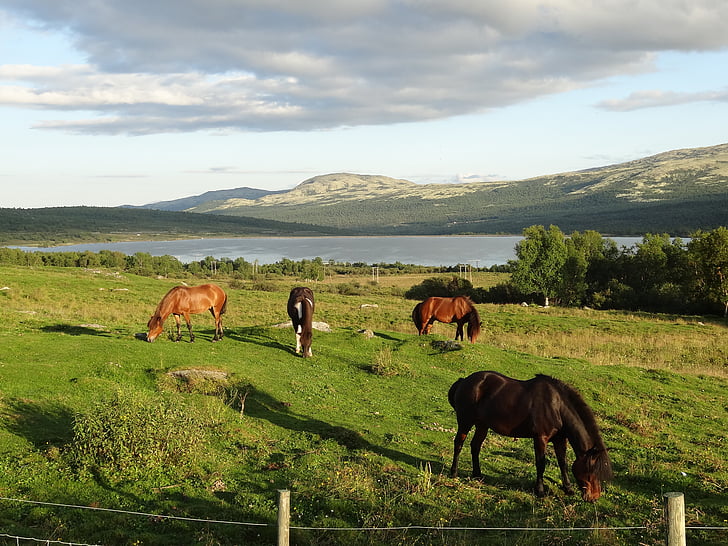 loodus, maastik, hobused, Norra