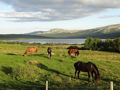 természet, táj, lovak, Norvégia