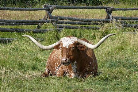 Longhorn, gado, fazenda, carne de bovino, país, ocidental, vaca