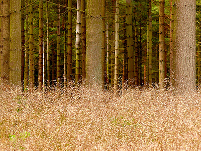 lasu, trawa, drzewo, plemię, Dziennik