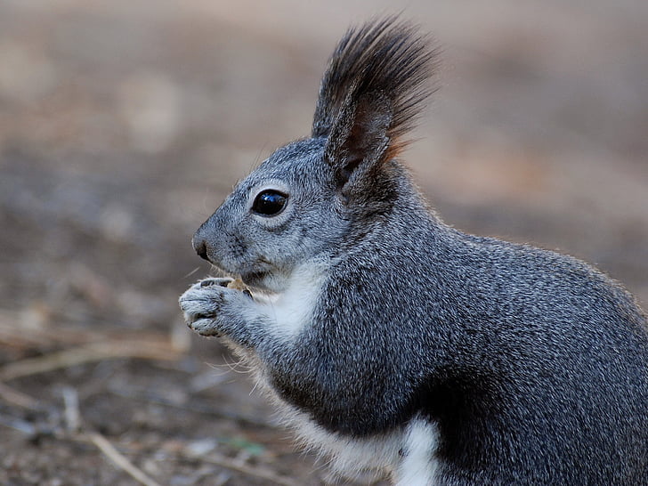 gray, white, cute, Squirrel, Animal, Close-Up, Macro