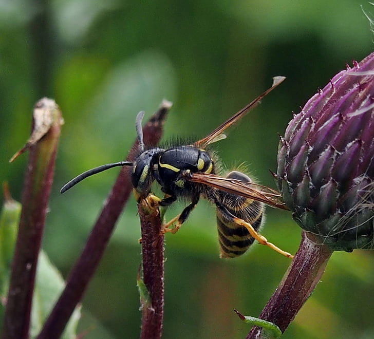 wasp, insect, nature, summer