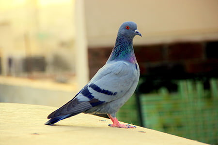 pigeon, bird, animals, nature