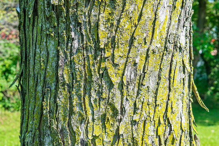 albero, corteccia, trama, verde, muschio, natura, legno