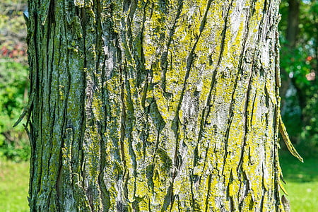 träd, bark, konsistens, grön, Moss, naturen, trä