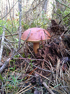 mushrooms, forest, chestnut boletus, autumn