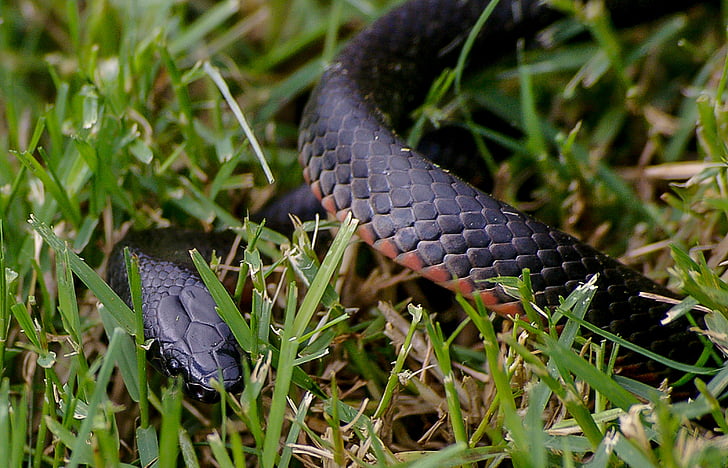 rød bellied svart slange, kveilet, gresset, svart, rød, Australia, Queensland