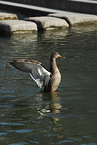 duck, cheonggyecheon stream, wing