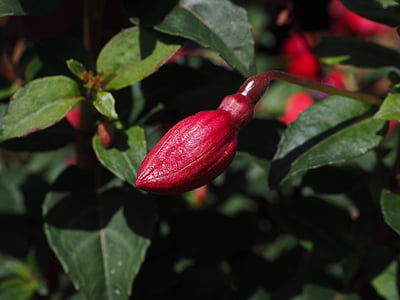 fucsia, Bud, fiore, serra di enotera, pianta ornamentale, rosso, gartenstaude