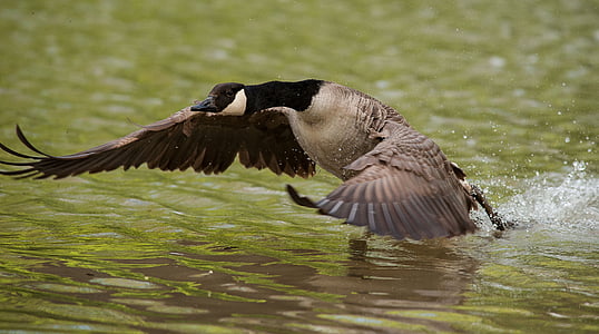 goose, wing, water, lake, bank, fly, nature