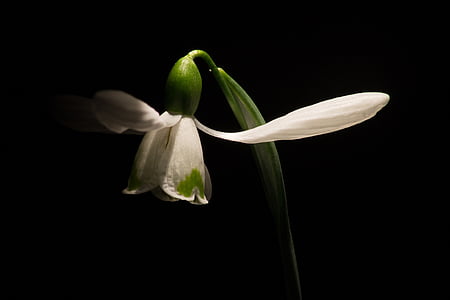 λευκόιο, μακροεντολή, άσπρα λουλούδια, άνοιξη