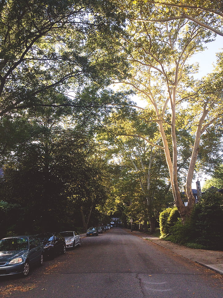 Mobil, jalan, Street, pohon, pohon, alam, di luar rumah
