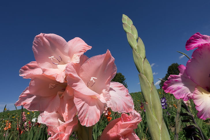 Gladiolus, sverd blomst, schwertliliengewaechs, rosa, anbud, grønn, blå