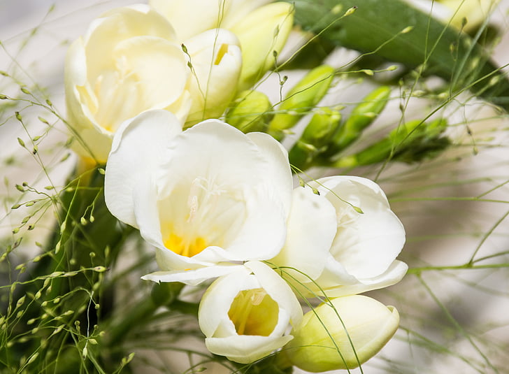 SIA, Bílý květ, schnittblume, bílá, schwertliliengewaechs, květinářství, kosatcovité