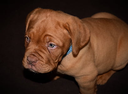 dog, pup, pet, adorable, french mastiff, brown, one animal