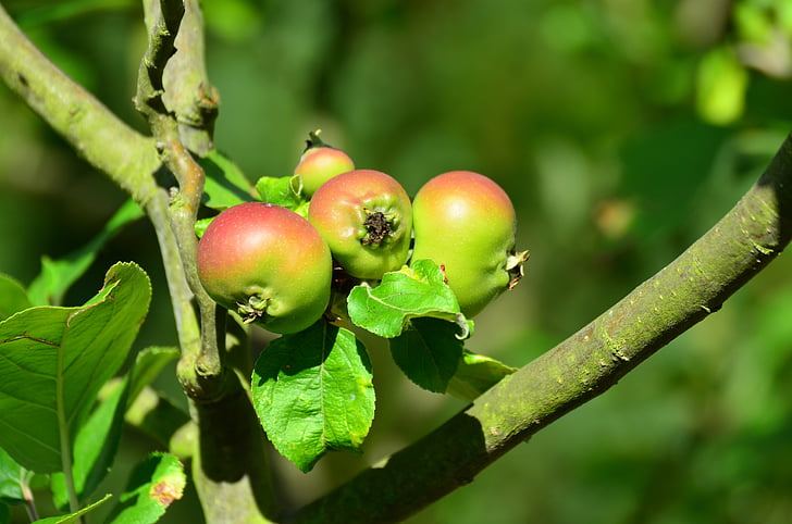 Apple, árbol de manzana, frutas, madura, fruta, vitaminas, Huerta
