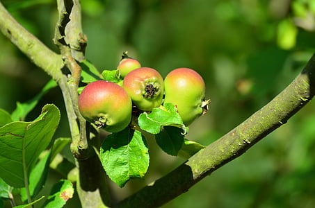 obuolių, obelis, vaisiai, Maži, vaisių, vitaminai, sodo