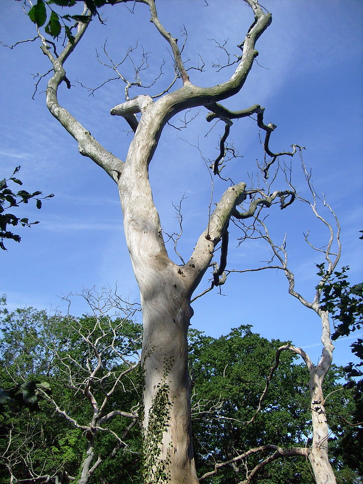 albero, pianta morta, Bornholm