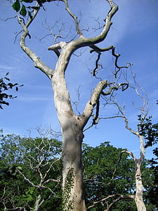 árbol, planta muerta, Bornholm