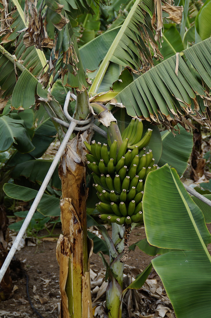 bananos, plantación de banano, apoyo, duro, arbusto de la banana, planta de banano, plantación de