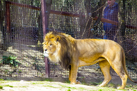 Lew, ogród zoologiczny, drapieżnik