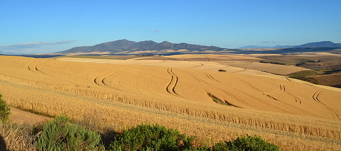 реколта, Есен, пшеница, зърно, земеделски производител, земеделие, жътва
