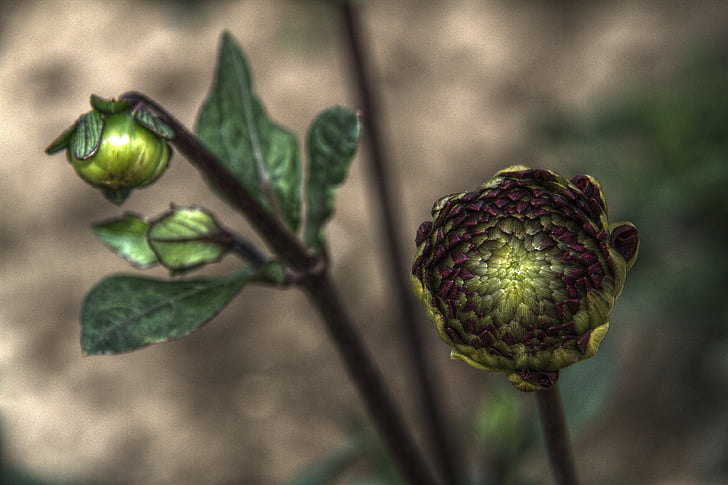 flower, plant, nature, outside, lovely, hdr, beautiful