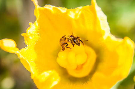 bee, yellow, pollen, close, pollination, nature, sunny