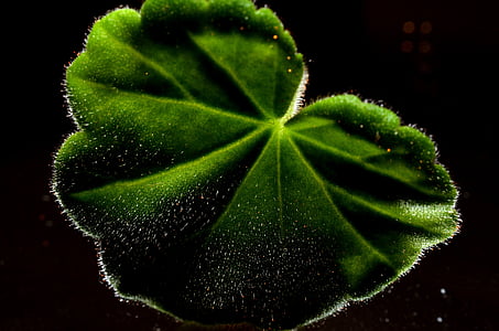 leaf, green, plant, nature, close-up, macro