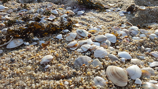 clam, sea, sand, beach, sandy