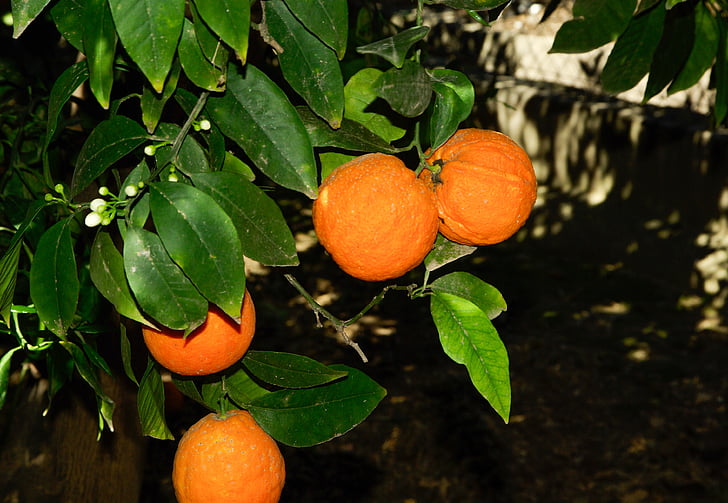 Orangen, Orange, Obst, Zitrus, orange Blumen, Zitrusfrüchte, Natur