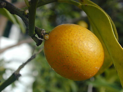 kitajski mandarin, Mandarin Orange, Mandarin, sadje, sočno, Njam, rumena