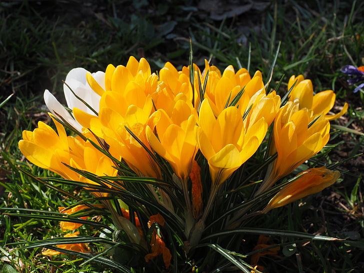 Crocus, bunga, musim semi, bühen, kuning, mm, warna-warni