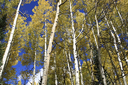 Aspen, Colorado, vildmarken, natursköna