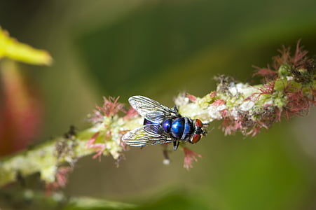macro, mosca azul, África, velho flor, murchas, voar, inseto