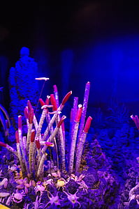 marine, coral, landscaping, night, blue, stage - Performance Space