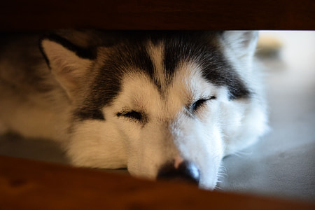 สุนัข, สัตว์เลี้ยง, นอนหลับ, นอนหลับ, น่ารัก, สีขาว, สัตว์