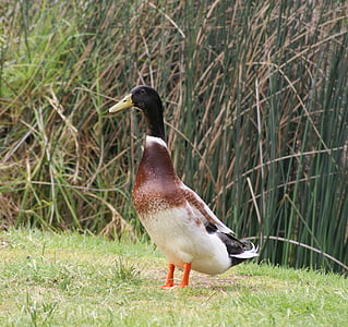 патица, езерото, мъжки, птица, природата, животните, зеленоглави патици