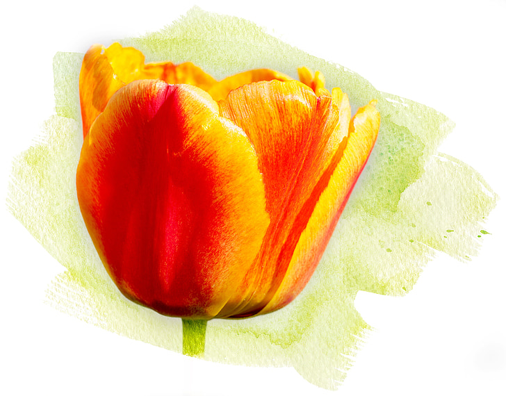 Tulip, lill, Kevad flower, õis, Bloom, oranž, kollane, Sulgege