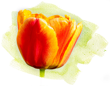 tulip, flower, spring flower, blossom, bloom, orange yellow, close