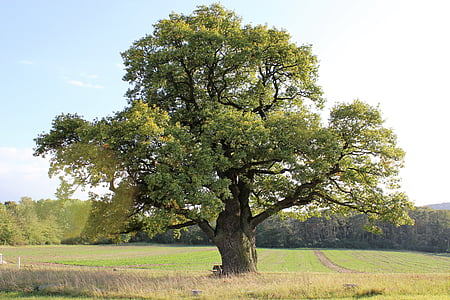 Oak, träd, gammal ek, Sky, naturen, landsbygdens scen, Utomhus