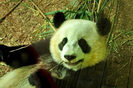 Panda, oso de, Parque zoológico, animal, salvaje, Zoología, mamíferos