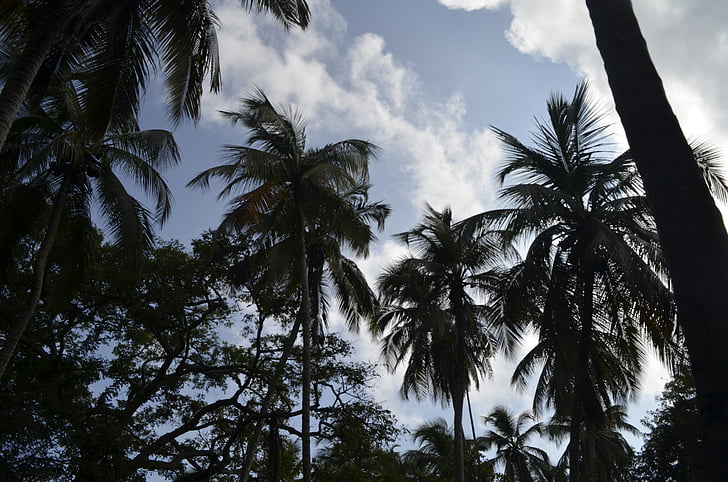 palmy, niebo, egzotyczne, krajobraz, Natura, Zmierzch, chmury