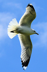 seagull, bird, sky, gull, nature, animal, wild