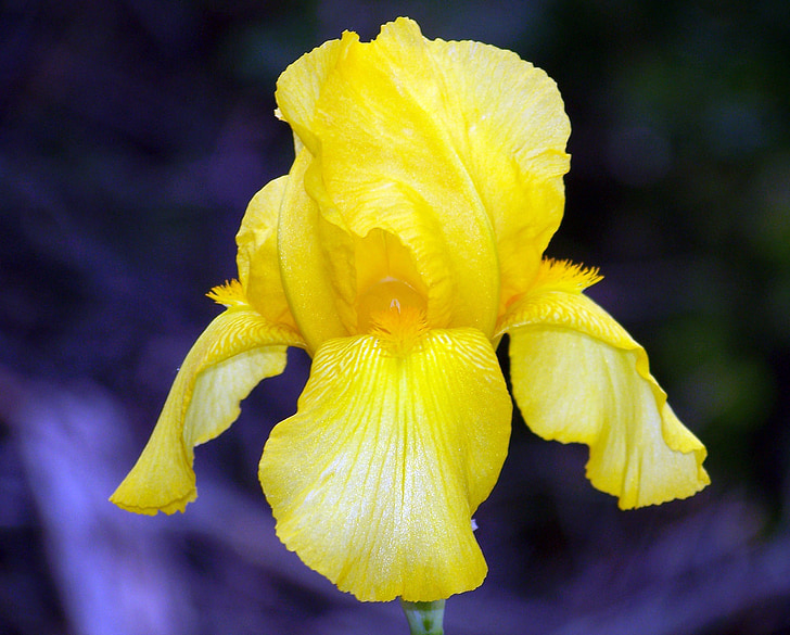 Iris, pomlad, rumena, cvetlični, cvet, Latica, šopek