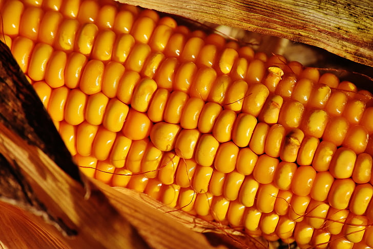 Кукурудза, овочі, продукти харчування, кукурудзяні качани, завод, літо, овочевий кукурудзи